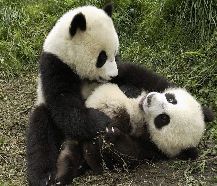 красивое фото панды